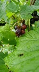 横手市山内のフルラボ農園のカシスが色付いてきました 来週後半には収穫が始まりそうで Fruits Laboratoryフルラボ Facebook