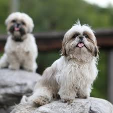 Well, there are some things you should know before your dog falls pregnant. Shih Tzu Pdsa