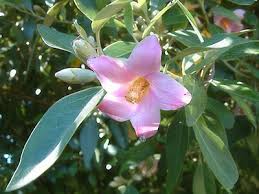 Image result for Lagunaria patersonia