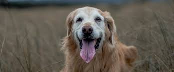 < back our dog dixie gave me so much comfort and peace throughout her 13 years of life, it was only right that we do everything we could to provide the same for her in her last moments. Deaf Dogs Living With Hearing Loss