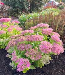 Image result for Sedum