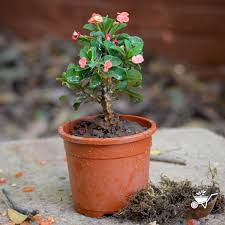 Image result for Euphorbia pfeilii