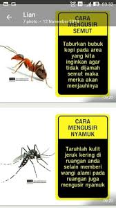Cara Mengusir Serangga Obat Alami Kesehatan Alami Perawatan Kesehatan
