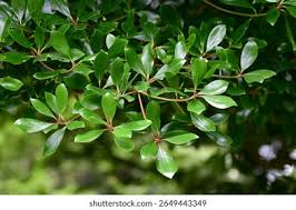 Image result for Pentaphylacaceae