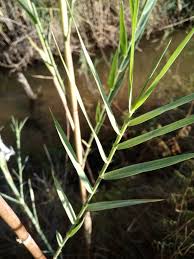 Image result for Phragmites mauritianus