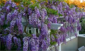 Free nichirin color and appearance reroll code. Wisteria Frutescens Amethyst Falls Plant For 29 99 With Free Delivery 45 Off