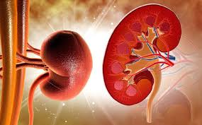 Suy thận là gì? Nguyên nhân, dấu hiệu nhận biết và cách điều trị - Tập đoàn  y khoa Hoàn Mỹ