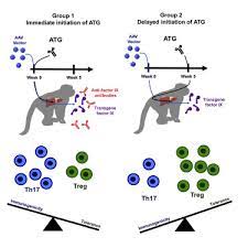 Timing Of Intensive Immunosuppression Impacts Risk Of Transgene Antibodies After Aav Gene Therapy In Nonhuman Primates Molecular Therapy Methods Clinical Development