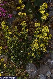 Image result for Galium verum