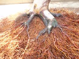 Acer palmatum 'tamukeyama' is the japanese maple for you. Japanese Maple Nebari Development Nebari Bonsai