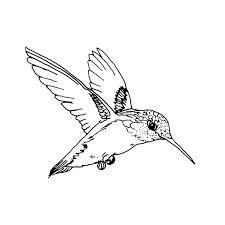 This collection includes mandalas, florals, and more. Drawing Humming Bird 3783 Animals Printable Coloring Pages