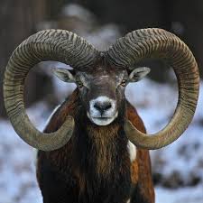 Pin By Gail Valleau On Hearts Flower Hearts In Nature Animals Majestic Animals Nature Animals