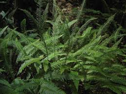 Image result for Blechnum