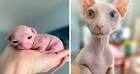 10 Things to Know About Hairless Cats - Pet Central by Chewy