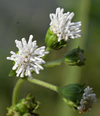 Image result for Adenostemma viscosum