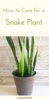 Snake Plant Care The Easiest Indoor Succulent Houseplant Plants Snake Plant Snake Plant Care