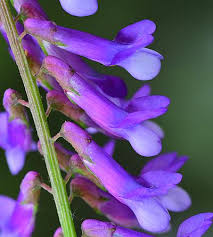Image result for Vicia villosa