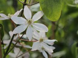 No routine pruning is necessary. Immergrune Clematis Appleblossom Clematis Armandii Appleblossom Baumschule Horstmann
