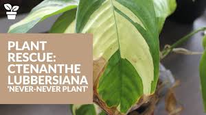 Ctenanthe golden mosaic is it is difficult to care for, but well worth the effort. Plant Rescue Ctenanthe Never Never Plant Youtube