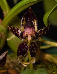 Image result for Bulbophyllum stolzii