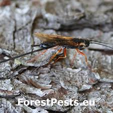 Image result for Xyris schliebenii