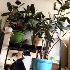 Considerations when buying cat trees for large cats. Plant Portrait The Rubber Tree Leaf And Paw
