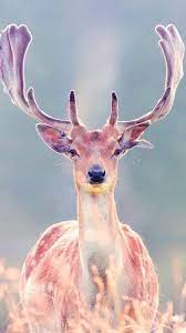 Deer Wallpaper Iphone 6 Deer Wallpaper Pretty Animals Deer Photos