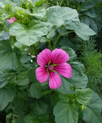 Image result for Malva verticillata