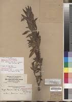 Image result for Clutia robusta