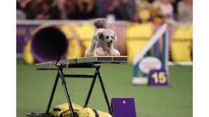 8th annual masters agility championship. The Masters Agility Championship At Westminster