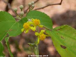 Image result for Grewia arborea