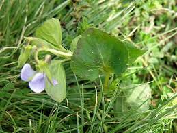Image result for Viola abyssinica