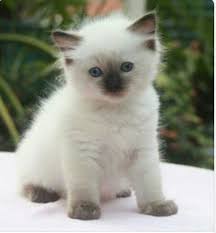 Birman Kittens For Sale Nsw So Cute Ragdoll Kitten Beautiful Cats Cats And Kittens