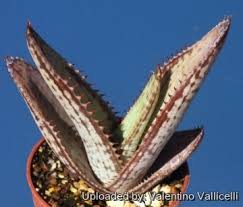 Image result for Aloe cameronii × greatheadii