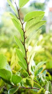 Image result for Capparis fascicularis