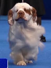 Image result for clumber španěl lov