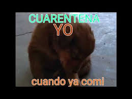 You can obtain it at memes have several types, one of which is dark memes. Cuarentena Meme Youtube