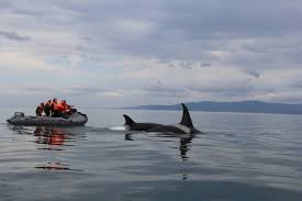 Image result for tbn:TG6q2zp6I3_-sM::balta.ikk.sztaki.hu/webshots/Oceans/12369.jpg