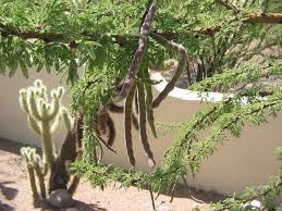 Image result for Acacia schweinfurthii