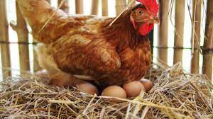 Do chickens lay eggs naturally? Curious Kids Why Do Hens Still Lay Eggs When They Don T Have A Mate