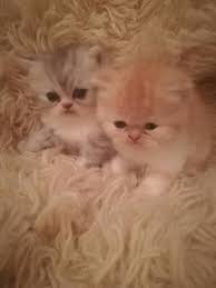 If you have never owned a exotic shorthair before, or are interested in reading more information on these amazing cats, check out our exotic shorthair cat breed information page. Lovely Exotic Kittens For Adoption Album On Imgur