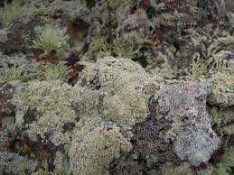 Are you lichen the bark? Lichen