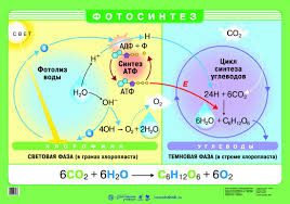 проект по окружающему миру 2 класс самая интересная наука Fotosintez Science For Kids Biology Science