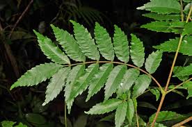 Image result for Cunoniaceae