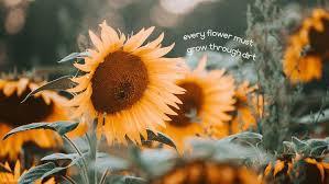 Every Flower Must Grow Through Dirt Cute Desktop Wallpaper Laptop Wallpaper Desktop Wallpapers Desktop Wallpapers Backgrounds
