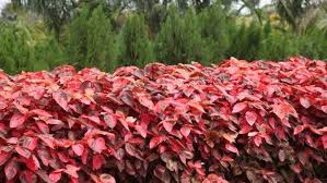 Image result for Acalypha