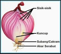 Ciri ciri darah tinggi yang wajib diketahui agar tidak bertambah kronis pada penyakit mematikan dengan mengetahui gejala awal darah tinggi. Umbi Lapis Pengertian Ciri Manfaat Serta Contohnya