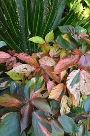 Image result for Acalypha wilkesiana