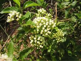 Image result for Bothriocline ugandensis