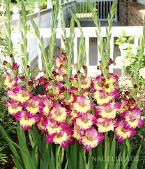 Image result for Gladiolus decoratus